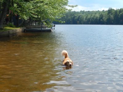 dog in river