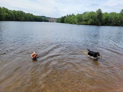 dogs in water