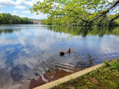 dog in river