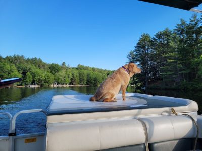 dog on boat