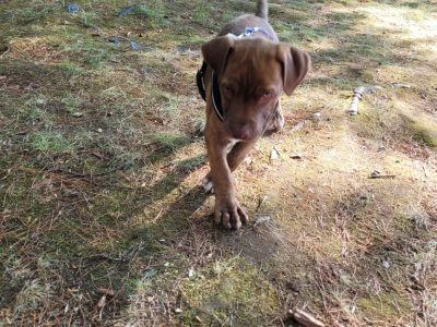 puppy at cottage