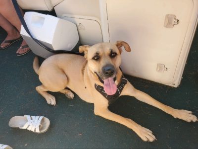 dog on boat