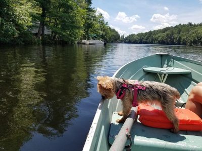 yorkie on rowboat