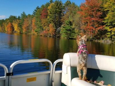 yorkie on boat patrol