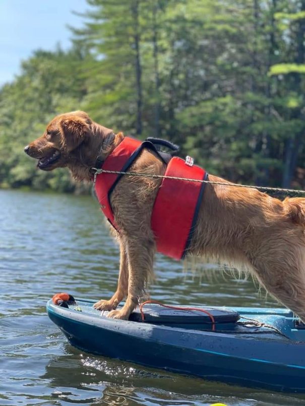 dog on kayak