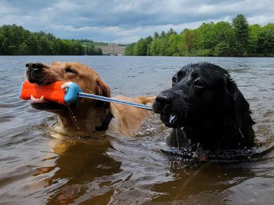 dogs play in water