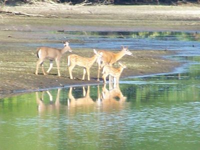 nh deer