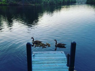 pemigewasset river wildlife