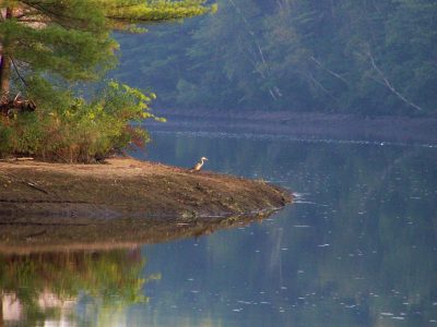 pemigewasset river wildlife