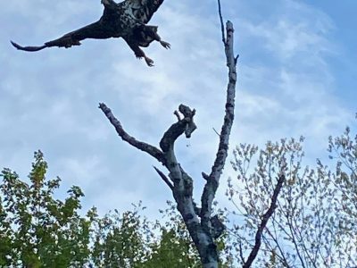 pemigewasset river wildlife