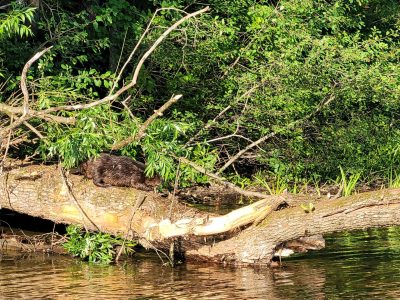 nh beaver