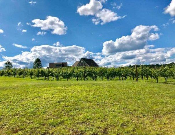 black bear vineyard